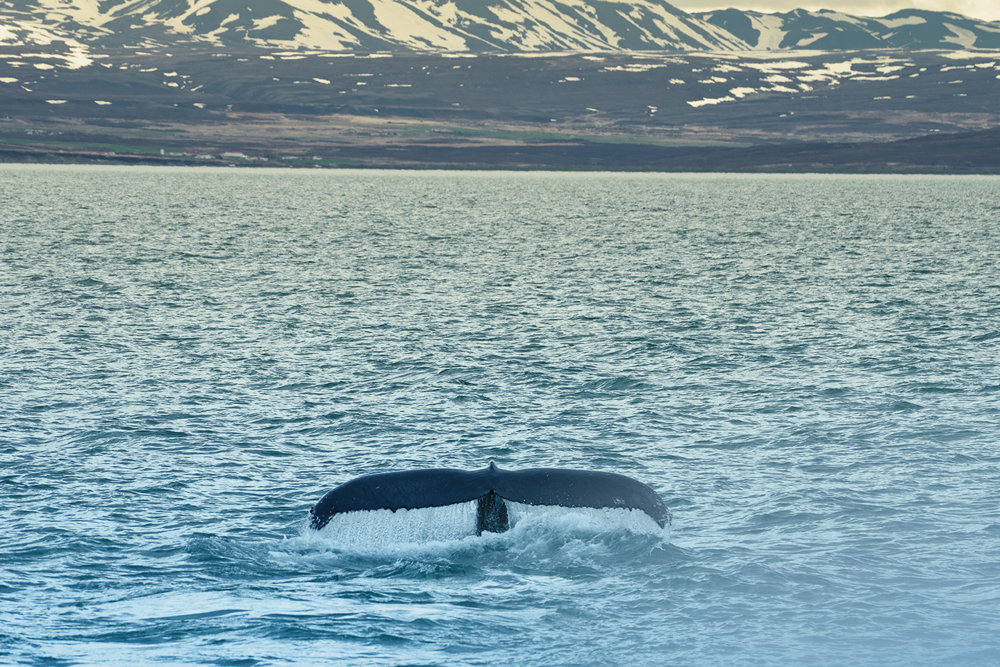 Les baleines de la baie d'Húsavík