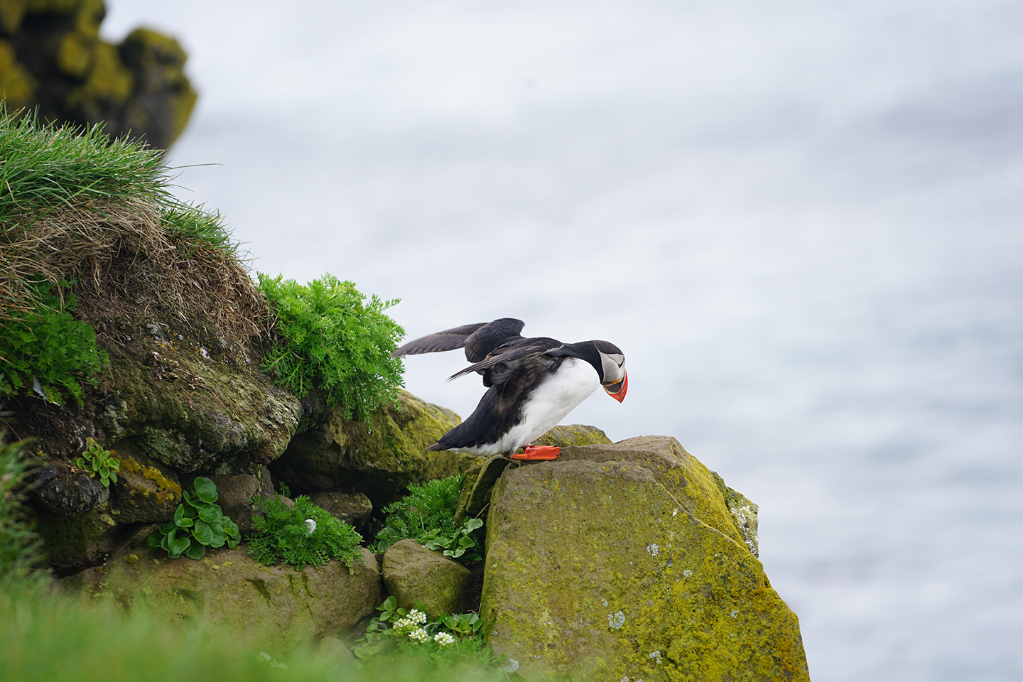 Un Puffin qui s'envole