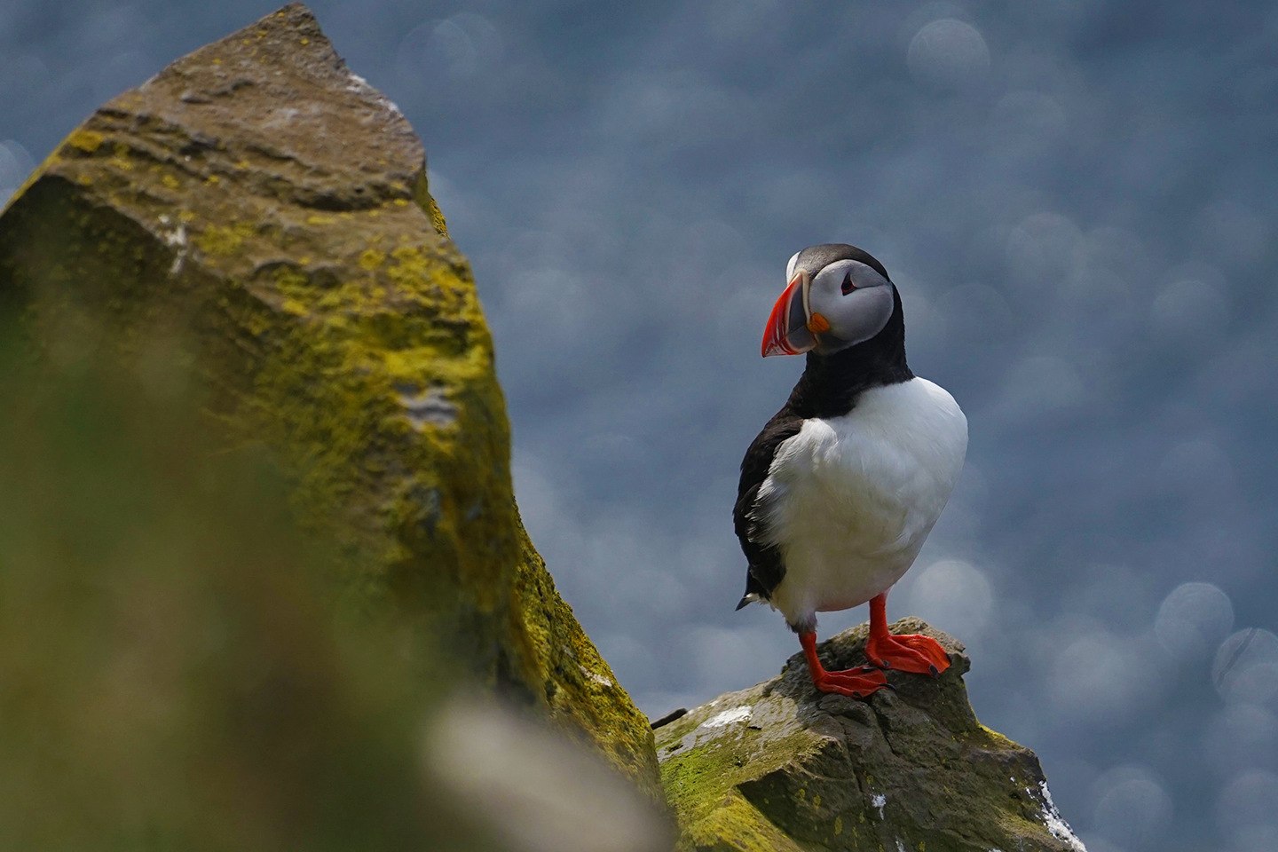 Un puffin sur la falaise de l'Atrabjarg